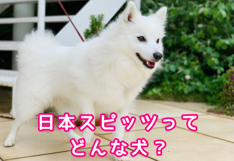 日本スピッツってどんな犬？