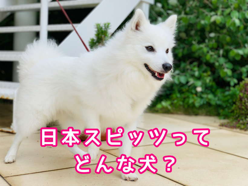 日本スピッツってどんな犬?