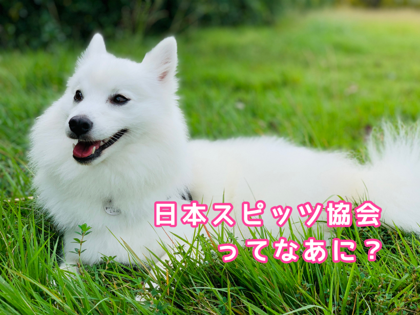 日本スピッツ協会