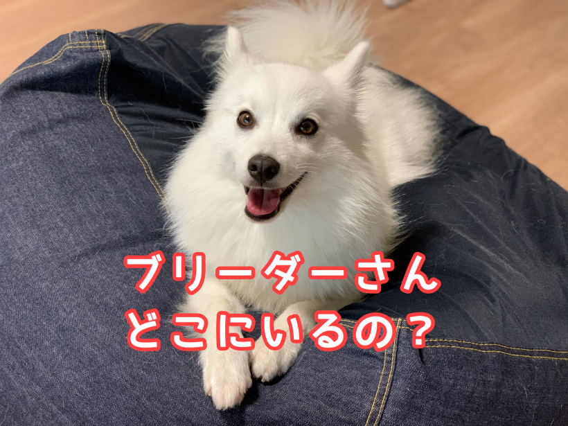 日本スピッツのブリーダー