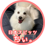 日本スピッツ ちぃ。