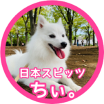 日本スピッツ ちぃ。