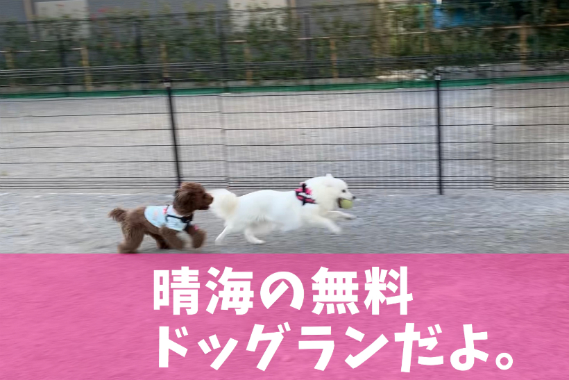 晴海臨海公園わんわん広場(ドッグラン)