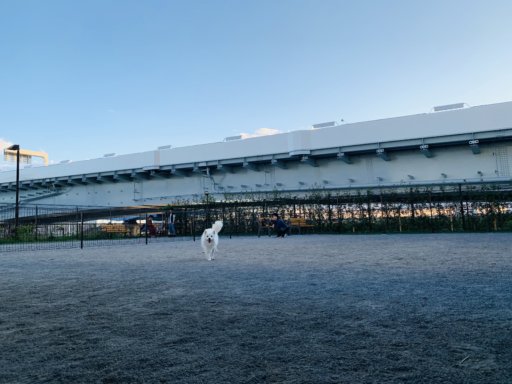 晴海臨海公園 ドッグラン